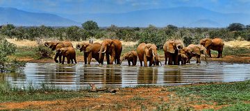 elephant-1065632_1280-360x160